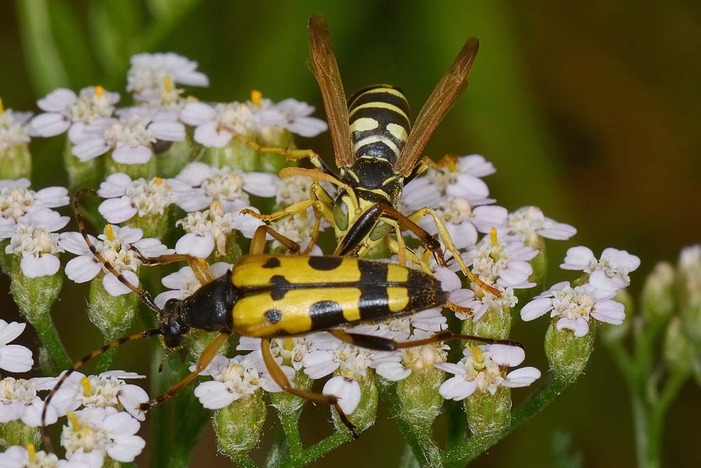 Polistes nimpha parassitizzata?